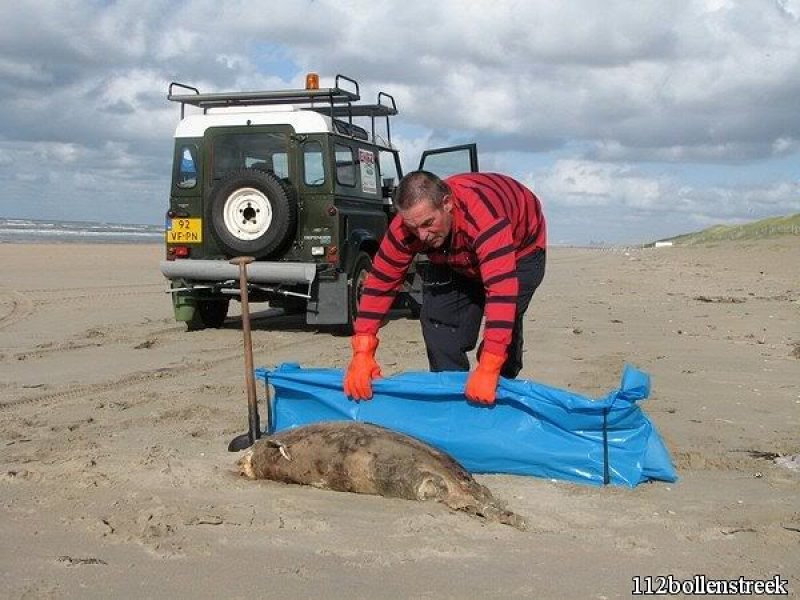 Dode bruinvis Noordwijk