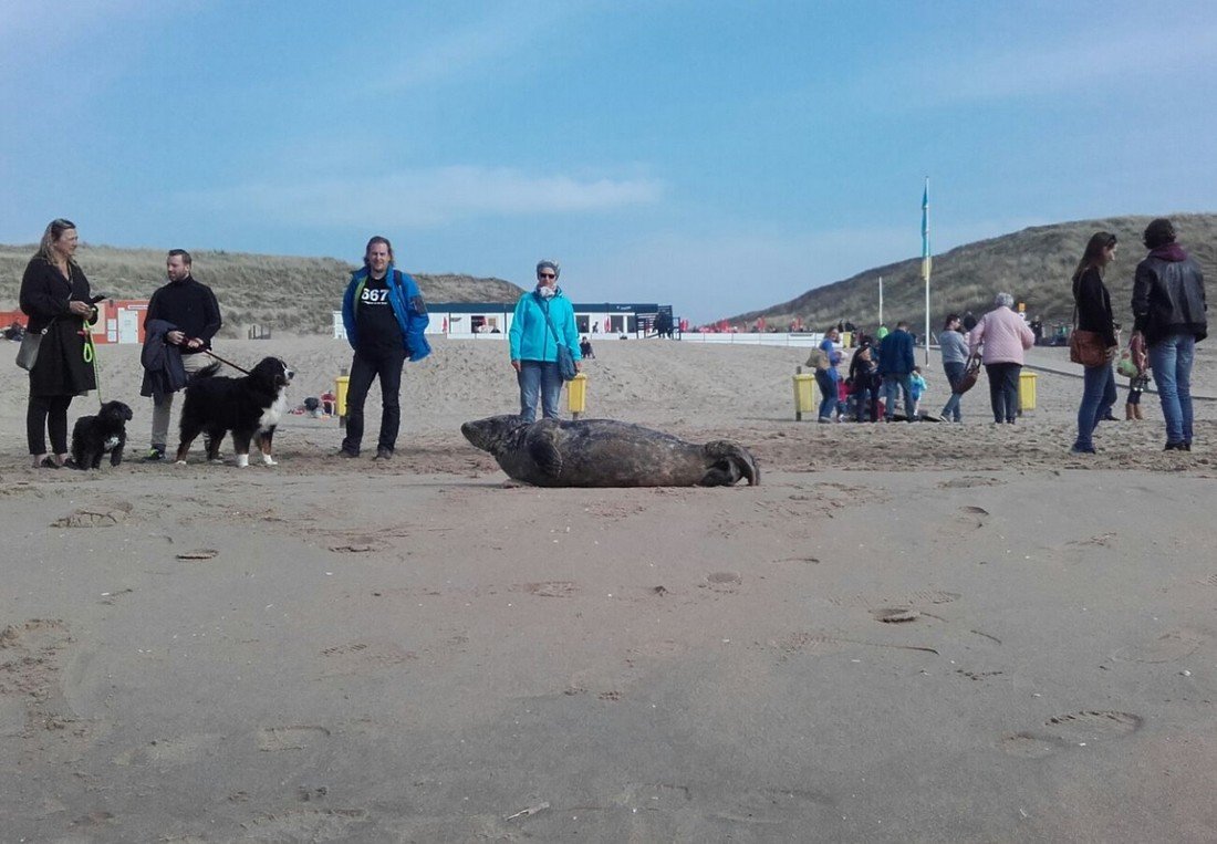 Zeehond Duindamseslag Noordwijk