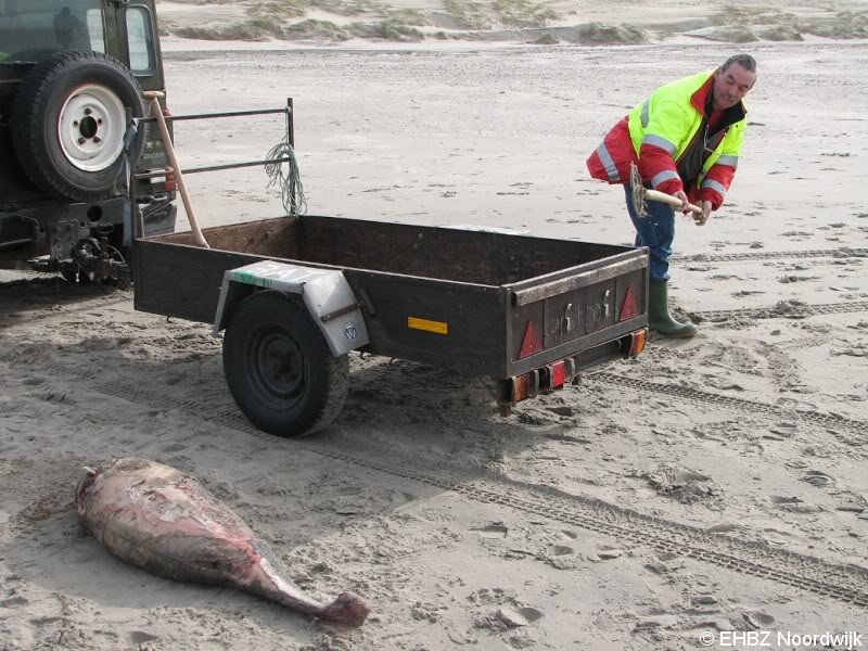 Dode bruinvis Noordwijk