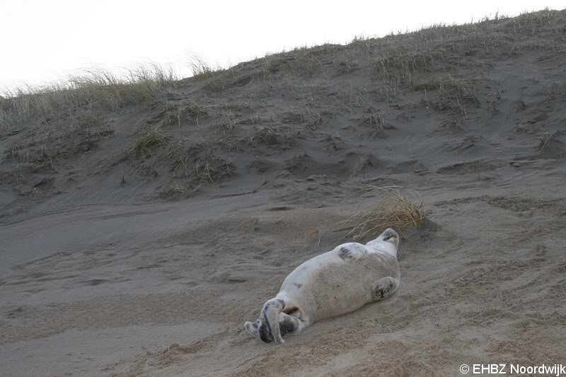 Grijze zeehondenpup Wassenaar