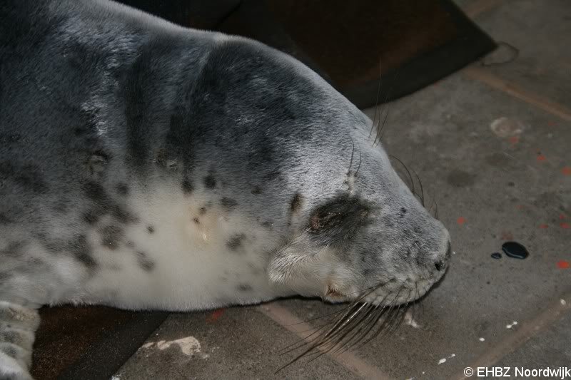 Grijze zeehondenpup Wassenaar