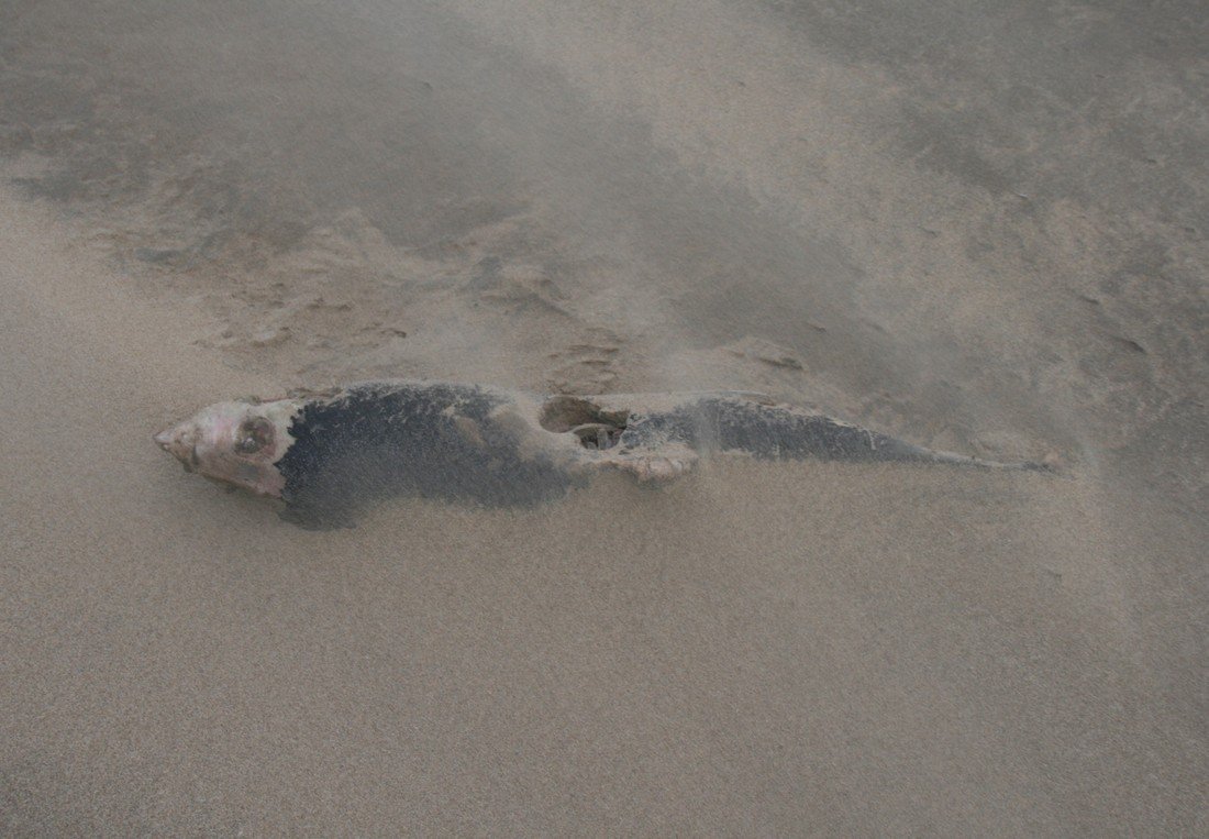 Dode bruinvis Noordwijk