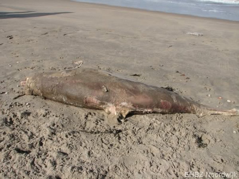 Dode bruinvis Zandvoort