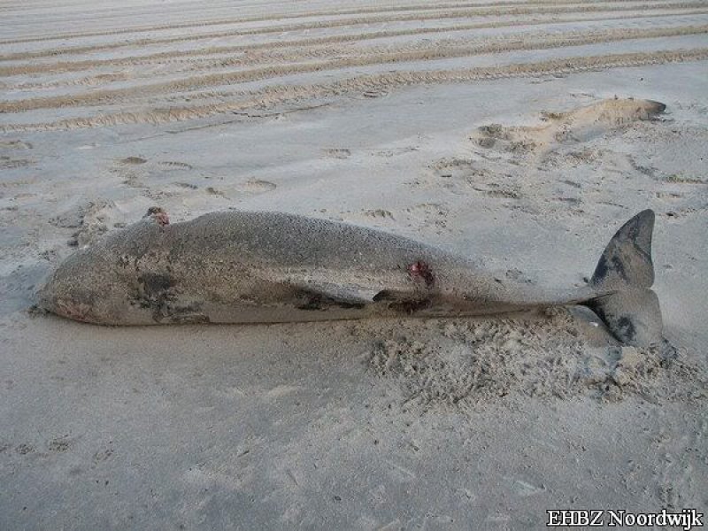 Dode bruinvis Noordwijk