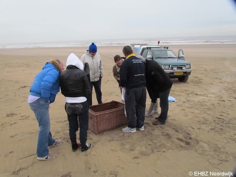 Jonge grijze zeehond Zandvoort