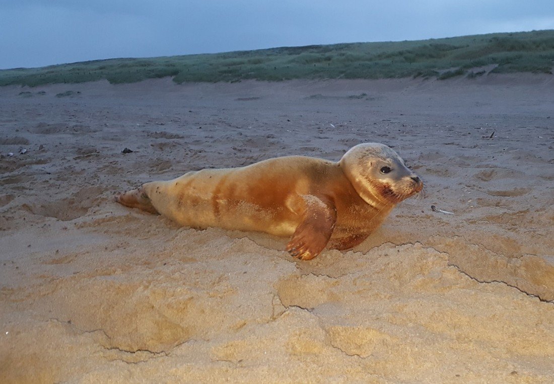 Jonge gewone zeehond Noordwijk.