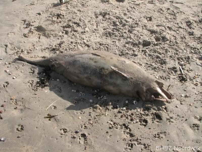 Dode bruinvis Zandvoort