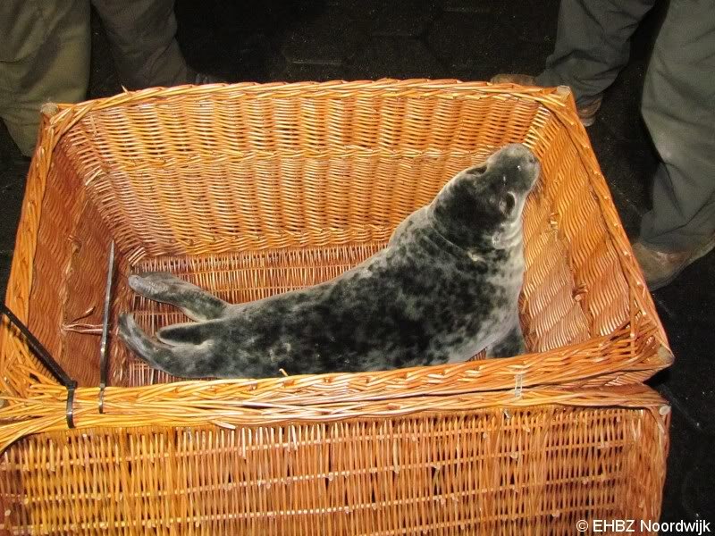 1e zeehond van het jaar gevonden Scheveningen