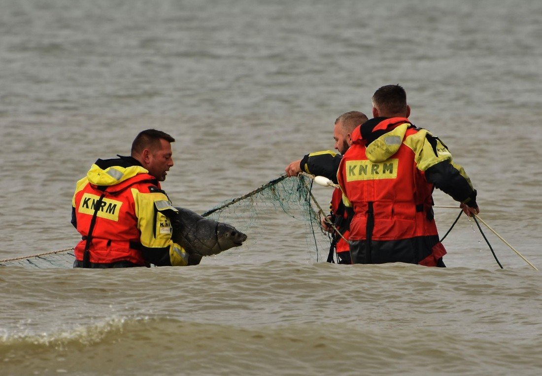 KNRM Katwijk redt zeehond uit visnet Katwijk