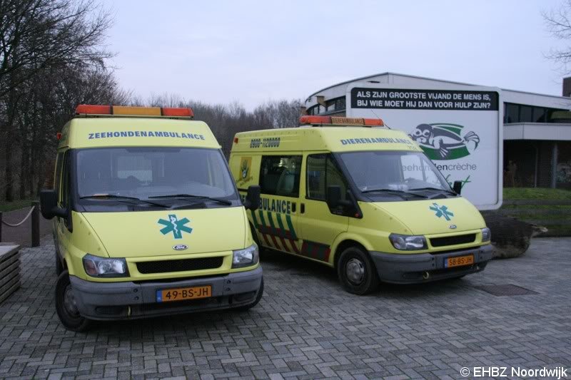 Zeehond aan gespoeld vervolg Pieterburen