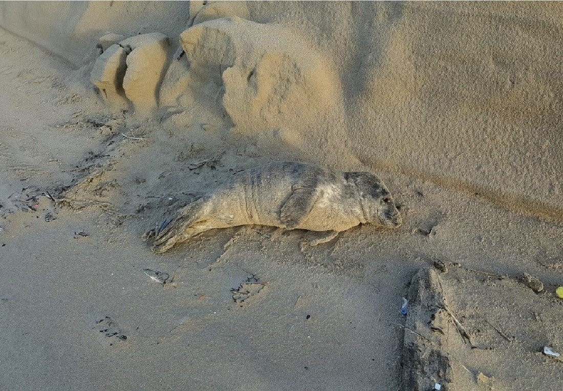 Jonge grijze zeehond Noordwijk