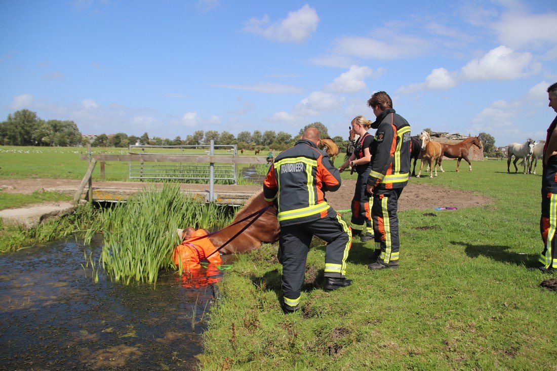 Paard te water Kooltuinweg Valkenburg