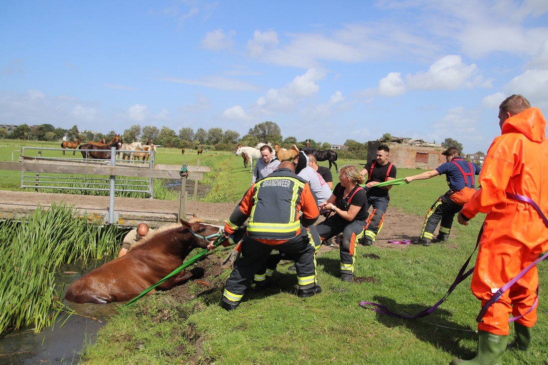 Paard te water Kooltuinweg Valkenburg