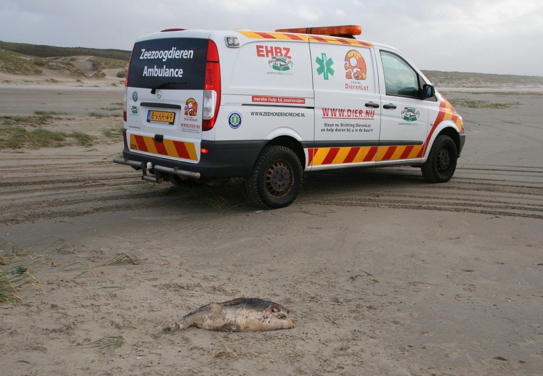 Dode bruinvis IJmuiden