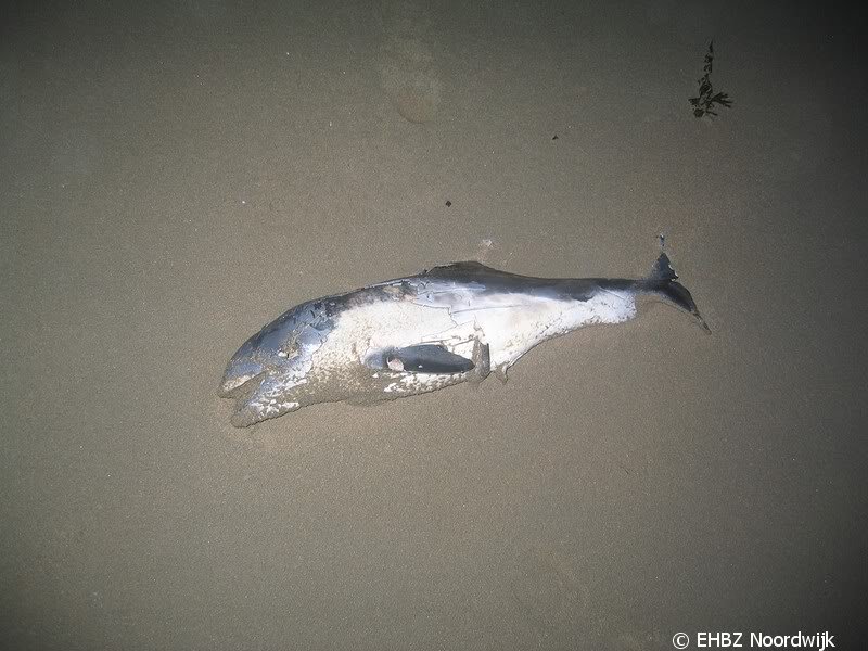 Weer een dode bruinvis Noordwijk