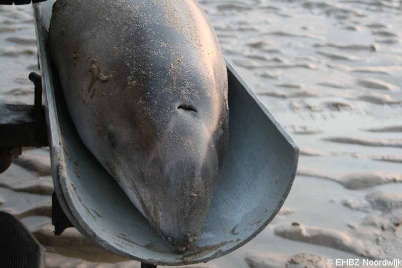 Dode bruinvis Noordwijk