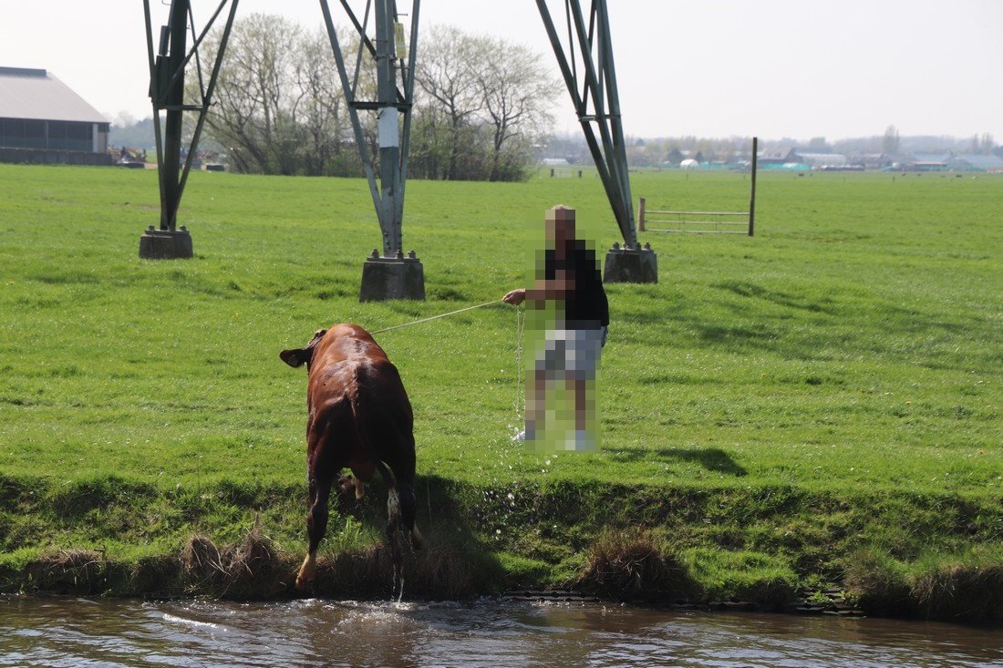 Koe te water Leidsevaart N444 Sassenheim