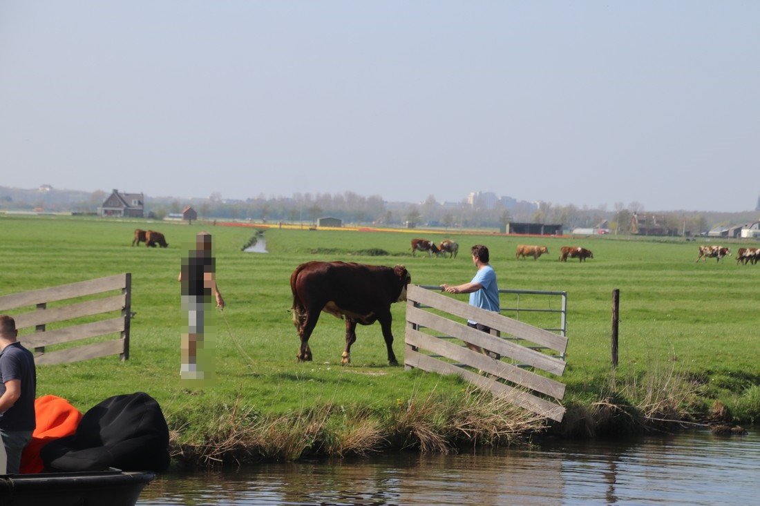 Koe te water Leidsevaart N444 Sassenheim