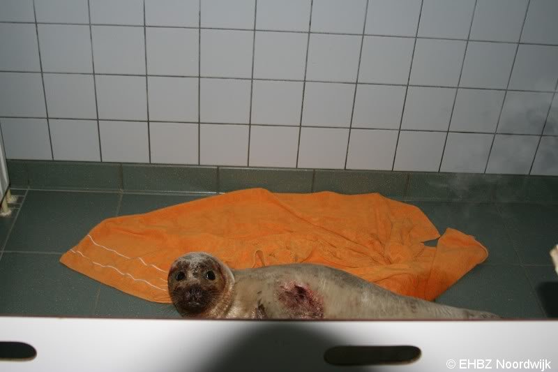 Jonge zeehond op het strand Noordwijk