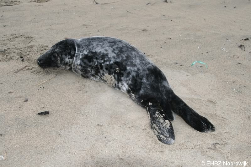 Jonge grijze zeehond Zandvoort