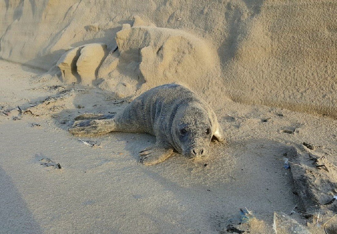 Jonge grijze zeehond Noordwijk