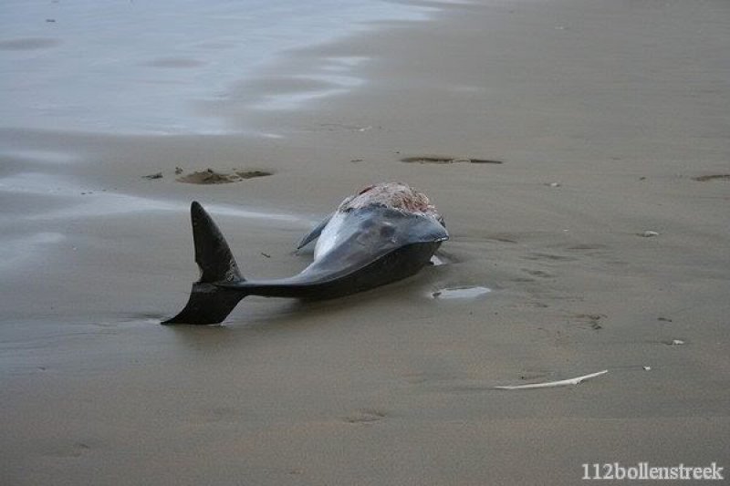 Dode bruinvis Noordwijk