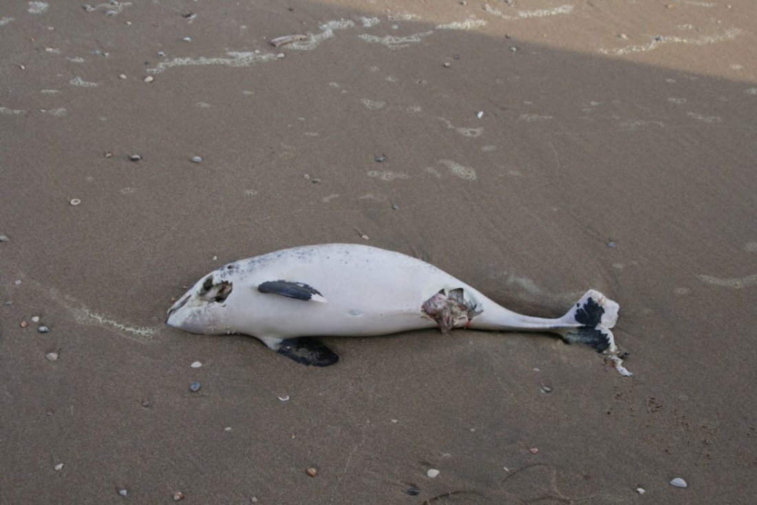 Dode bruinvis Noordwijk