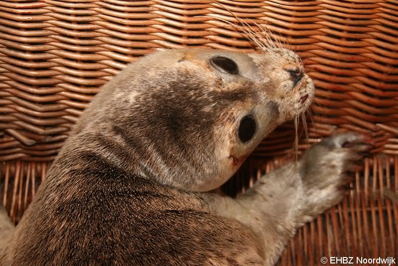 Zeehond Duindamseslag Noordwijk