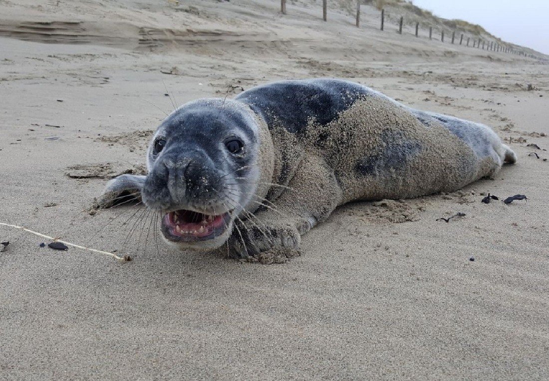 Jonge grijze zeehond Noordwijk