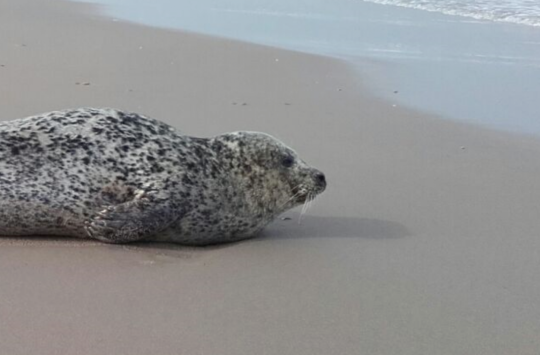 Zeehond op het strand tussen Katwijk en Wassenaar