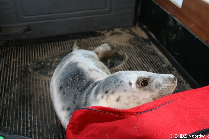 Grijze zeehondenpup Wassenaar