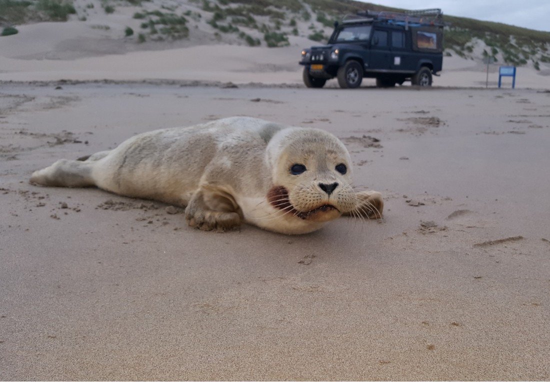 Twee zeehonden naar A Seal