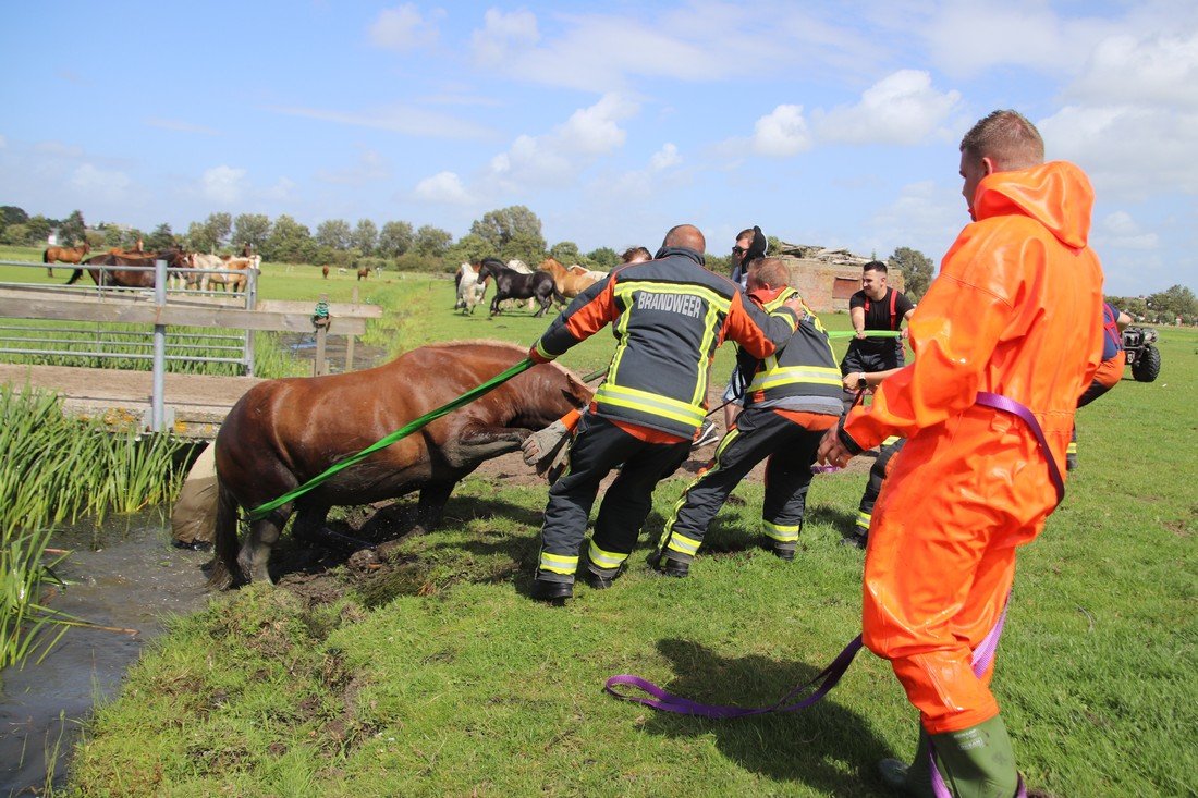 Paard te water Kooltuinweg Valkenburg