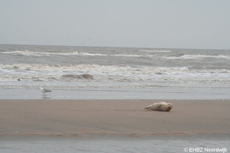 Jonge zeehond op het strand Noordwijk