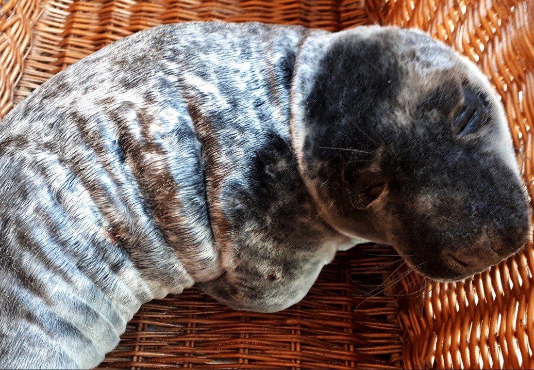 Jonge grijze zeehond Bloemendaal