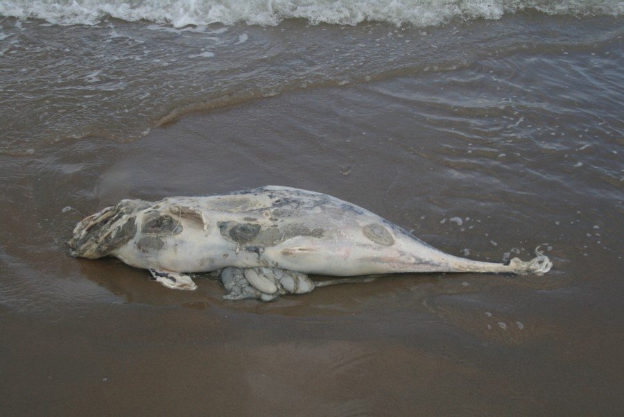 Dode bruinvis Noordwijk