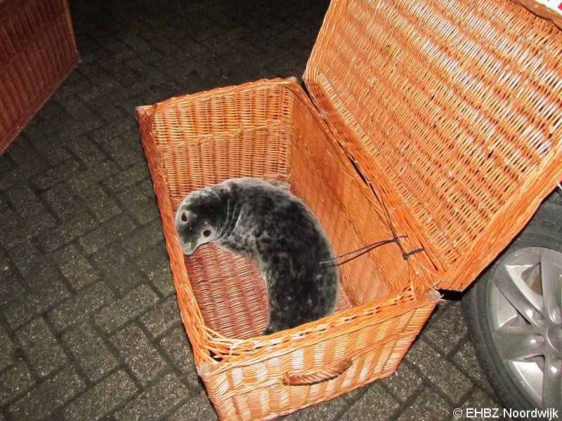 1e zeehond van het jaar gevonden Scheveningen