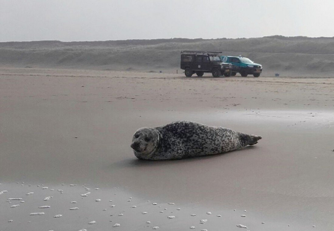 Zeehond op het strand tussen Katwijk en Wassenaar