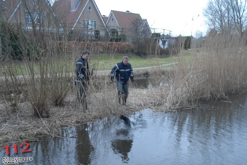 Dier in nood Dauwbraam Katwijk