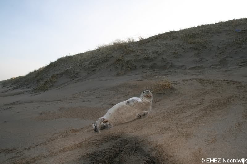 Grijze zeehondenpup Wassenaar