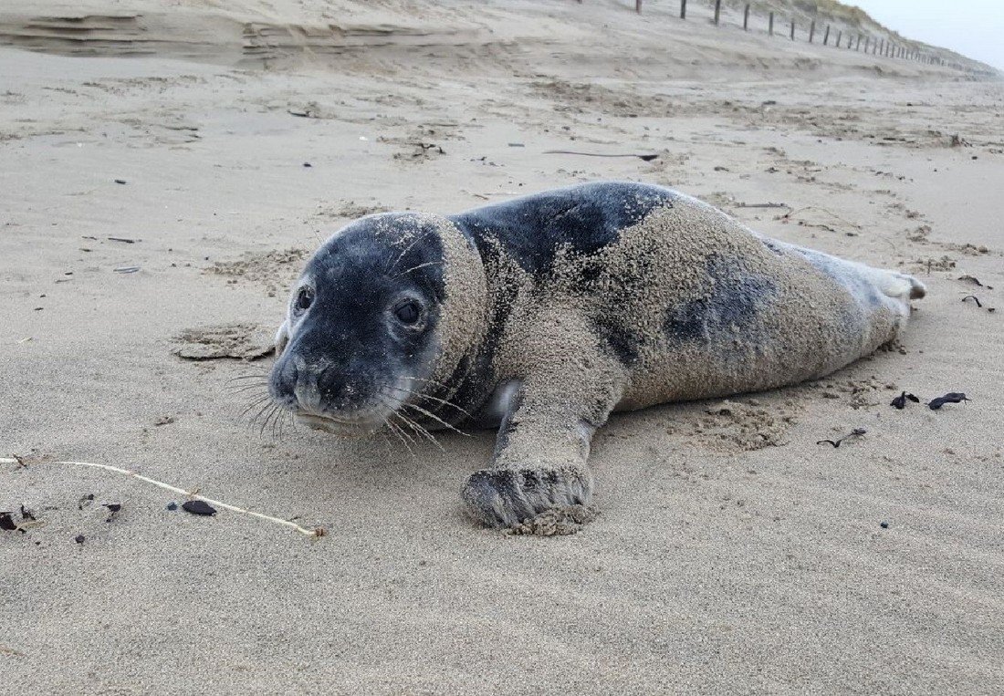 Jonge grijze zeehond Noordwijk