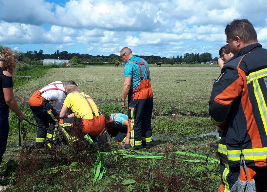 Dier te water N206 - Kooltuinweg Katwijk