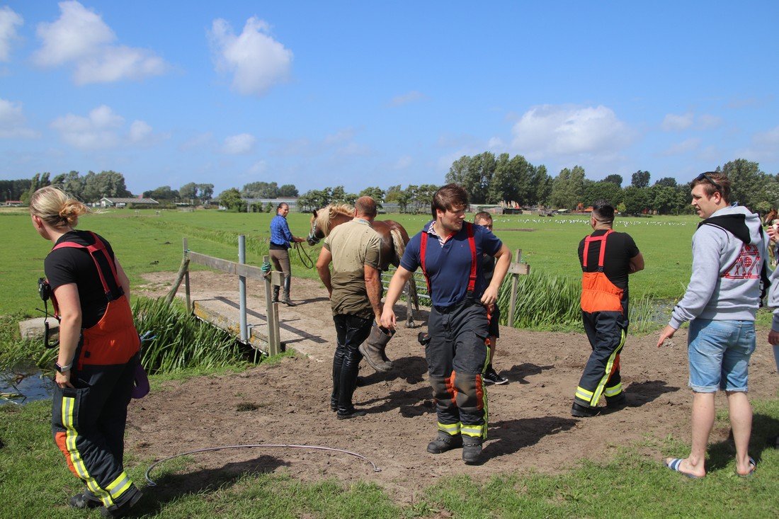 Paard te water Kooltuinweg Valkenburg