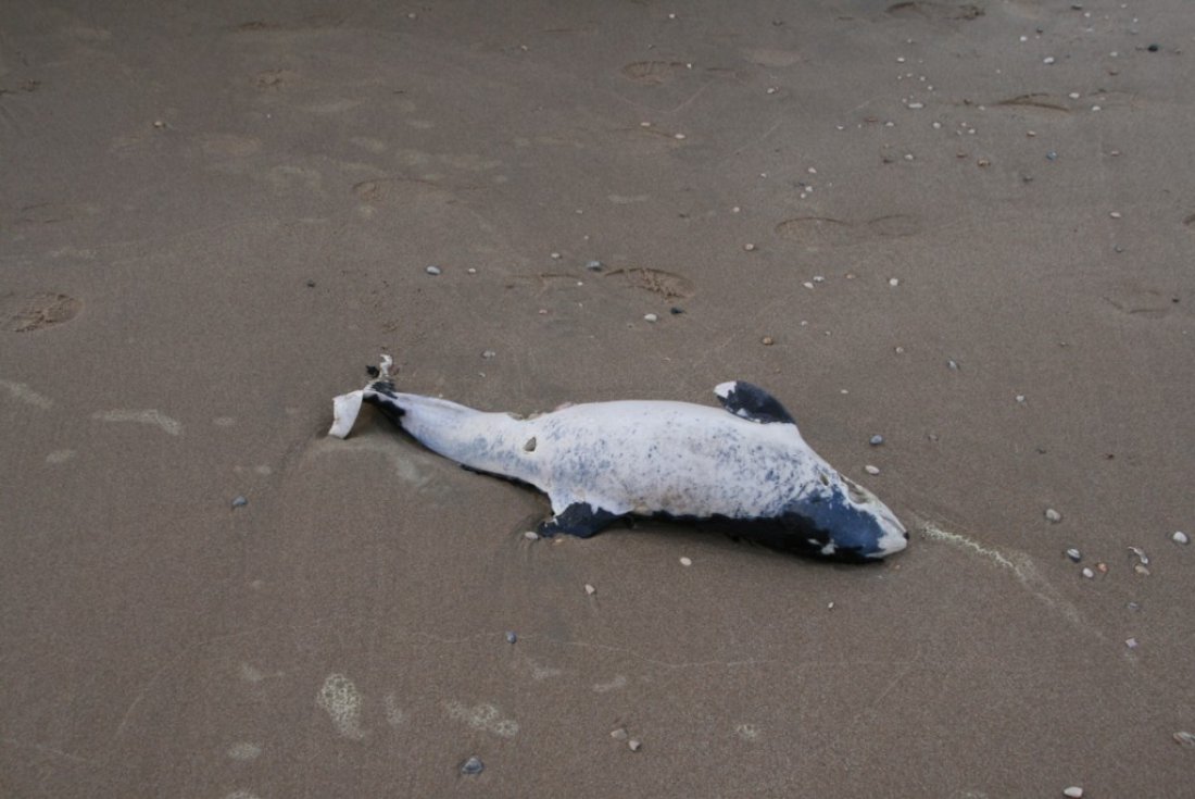 Dode bruinvis Noordwijk