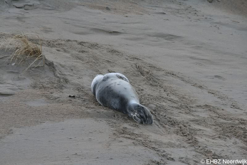 Grijze zeehondenpup Wassenaar