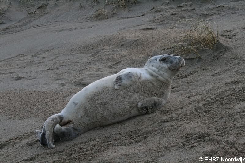 Grijze zeehondenpup Wassenaar