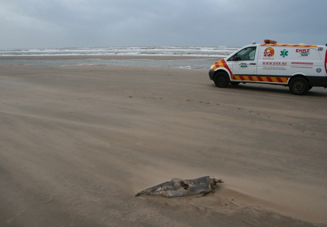 Dode bruinvis Noordwijk