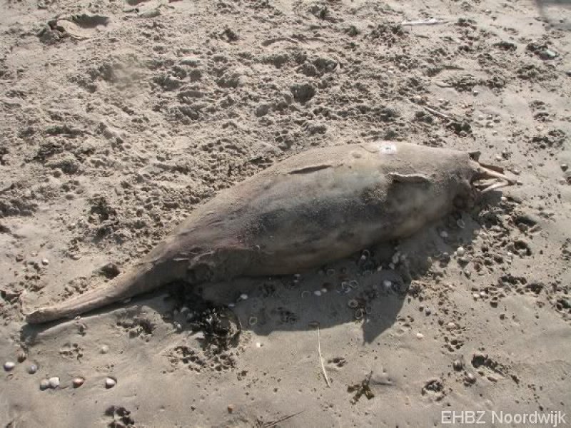 Dode bruinvis Zandvoort