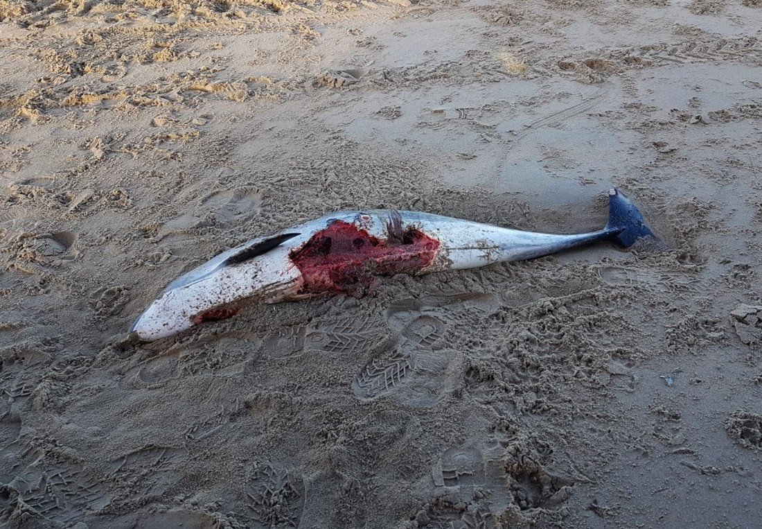 Dode bruinvis Bloemendaal