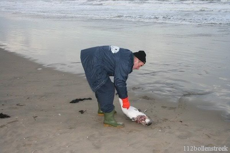 Dode bruinvis Noordwijk